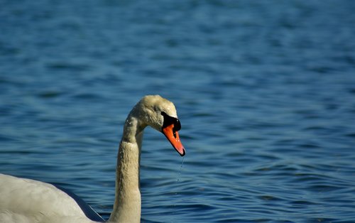 swan  baltic sea  nature
