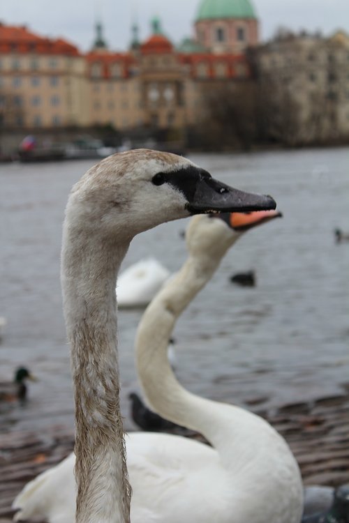 swan  nature  water