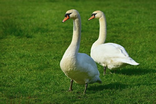 swan  water bird  animal