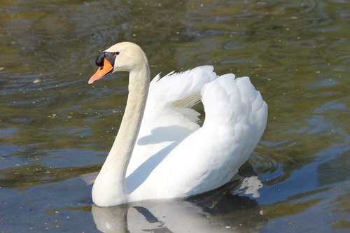 swan  white  feather