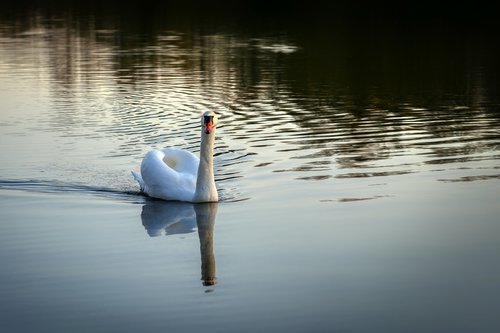 swan  evening  nature