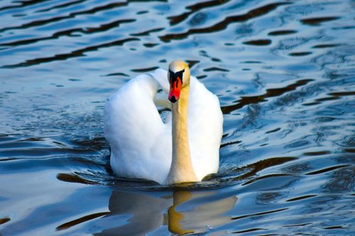 swan  ave  bird out of water