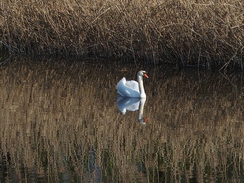 swan  water bird  lake