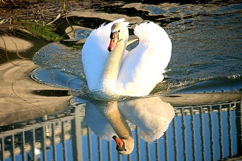 swan  water reflection  water bird