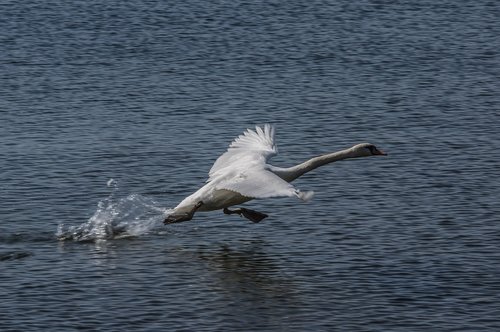 swan  water bird  nature