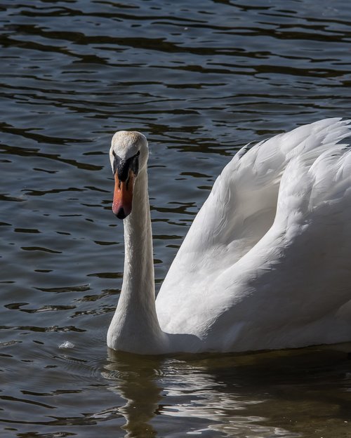 swan  water bird  nature