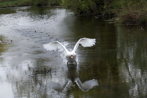 swan  water  bird