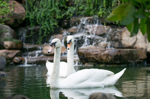 swan  bird  water