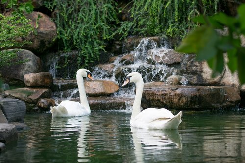 swan  bird  water