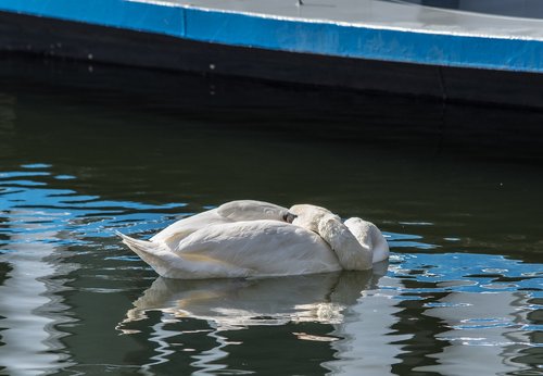 swan  rest  water