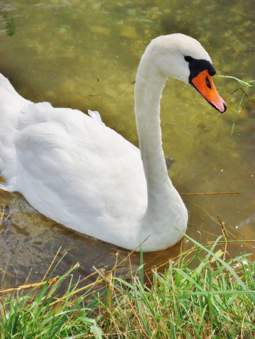 swan water animals