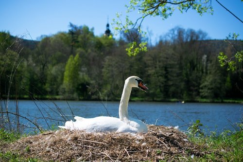 swan  nest  swan's nest