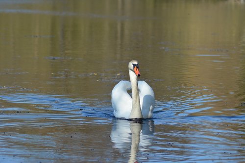 swan  spring  lake