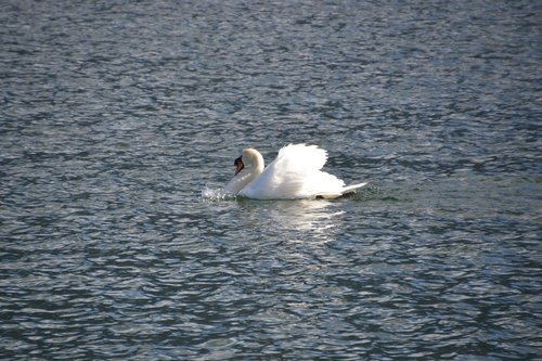 swan  water  bird