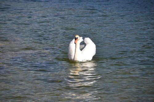 swan  animal  water