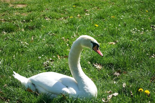 swan  meadow  nature