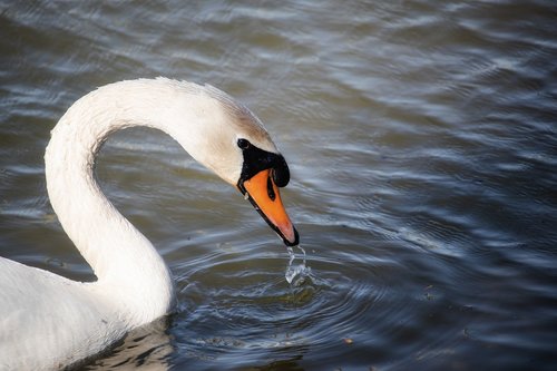 swan  bird  animal