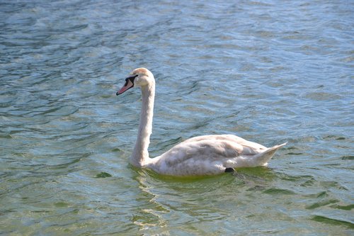 swan  young swan  water