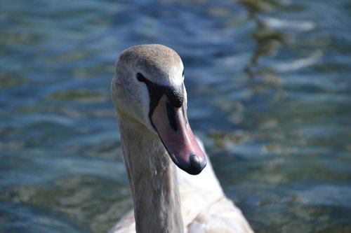 swan  young swan  water