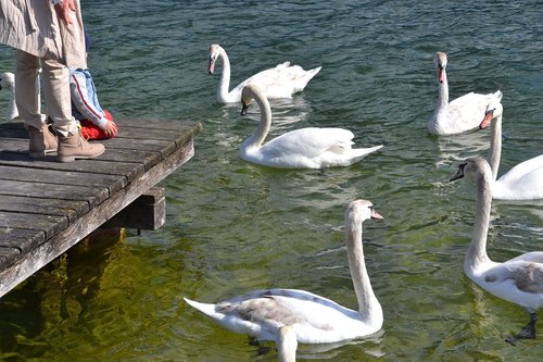 swan  water  bird