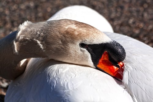 swan  mute swan  bird