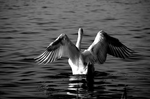 swan  water  bird