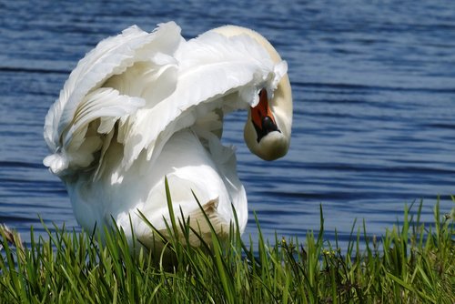 swan  feathers  peck