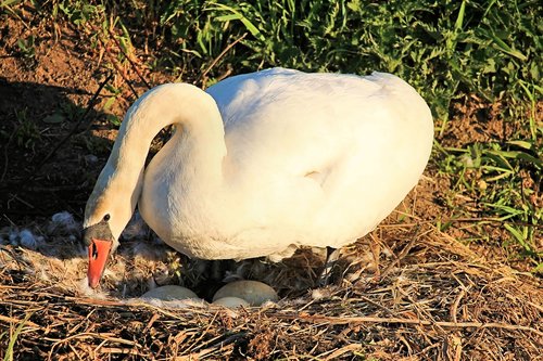 swan  nest  egg