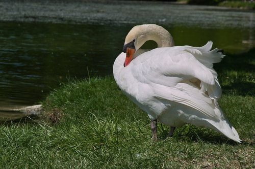 swan  animal  water