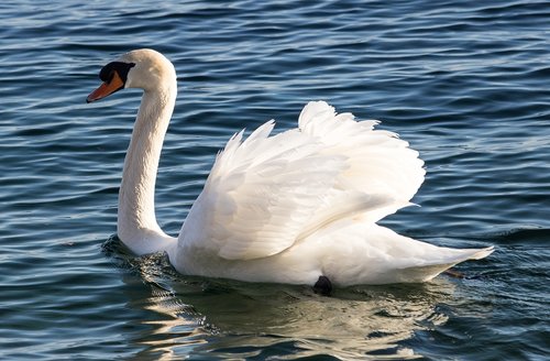 swan  bird  animal