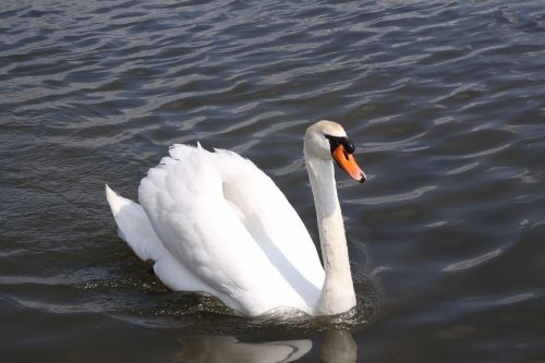 swan bird white