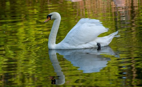 swan  water  lake