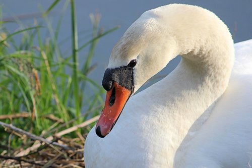 swan  bird  water bird