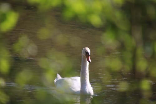 swan  birds  white
