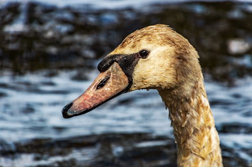 swan  bird  water