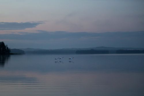 swan night peace