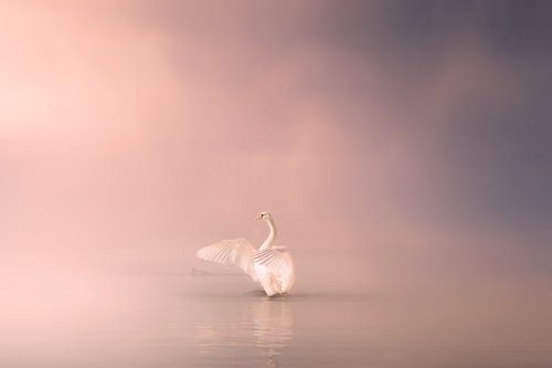 swan  lake  water