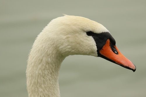 swan  waterbird  closeup