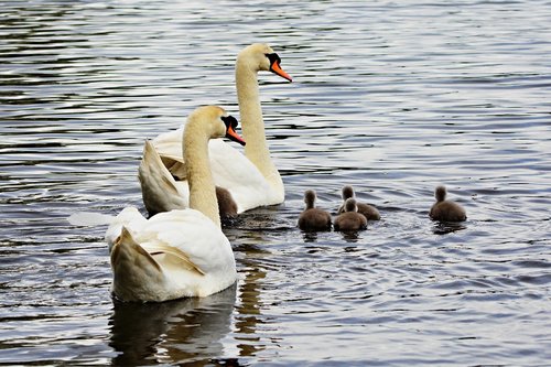 swan  water bird  animal