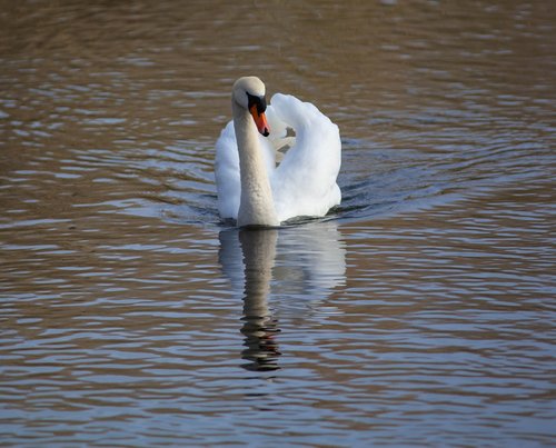 swan  reflection  lake