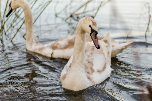 swan  nature  bird