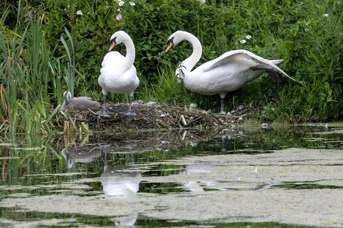 swan  bird  water