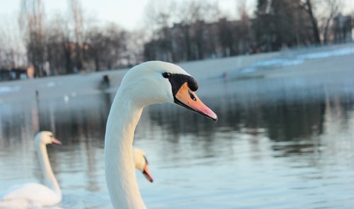 swan  nature  water