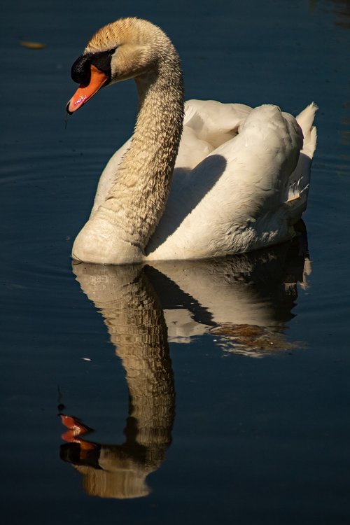 swan  bird  water