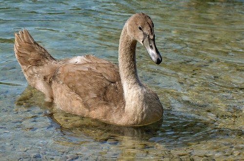 swan  young  nature