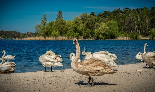 swan  bank  beach