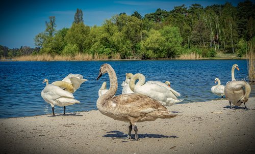 swan  bank  beach