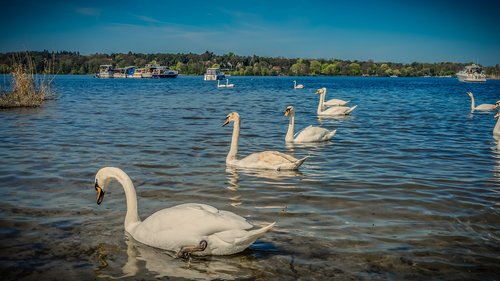 swan  bank  beach