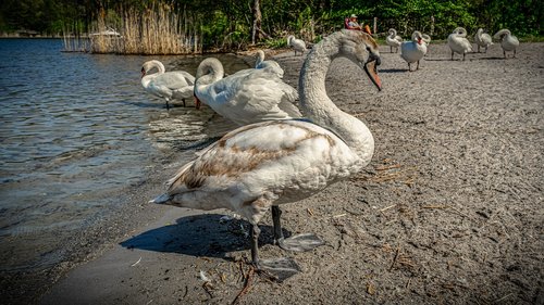 swan  water  beach