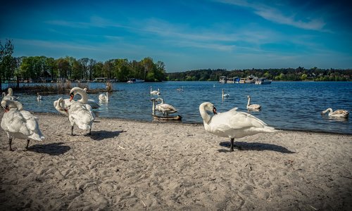 swan  water  lake